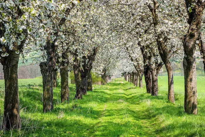 Framed Print : Alley from flowering Cherry trees (Prunus) in spring, near Apolda, Thuringia, Germany
