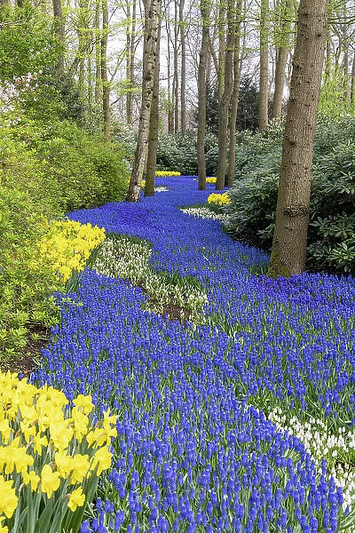 An alley of grape hyacinths and daffodils in Keukenhof gardens, Lisse, North Holland, Netherlands