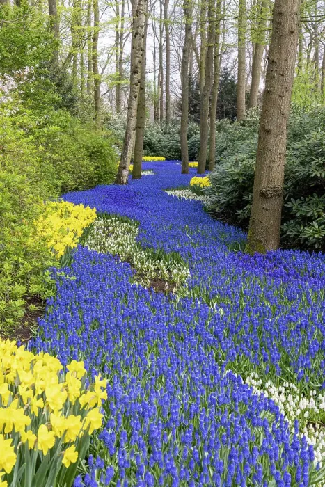 Framed Print : An alley of grape hyacinths and daffodils in Keukenhof gardens, Lisse, North Holland, Netherlands Framed Print : An alley of grape hyacinths and daffodils in Keukenhof gardens, Lisse, North Holland, Netherlands