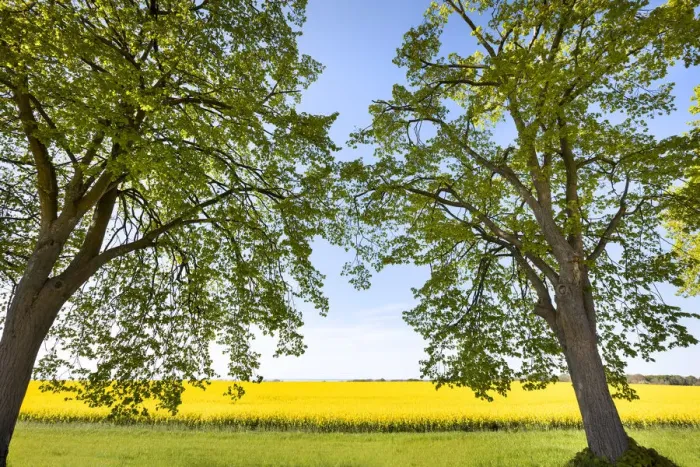 Framed Print : Alley and rape field near Lohme, Jasmund, RAogen Island, Mecklenburg-Western Pomerania