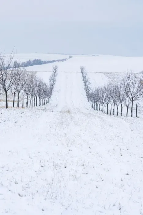 Framed Print : Alley of tree on rolling hills in winter, near Sardice, Hodonin District, South Moravian Region, Czech Republic Framed Print : Alley of tree on rolling hills in winter, near Sardice, Hodonin District, South Moravian Region, Czech Republic