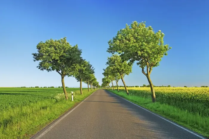 Framed Print : Alley with windblown trees - Germany, Schleswig-Holstein, Ostholstein, Fehmarn, Sulsdorf Framed Print : Alley with windblown trees - Germany, Schleswig-Holstein, Ostholstein, Fehmarn, Sulsdorf
