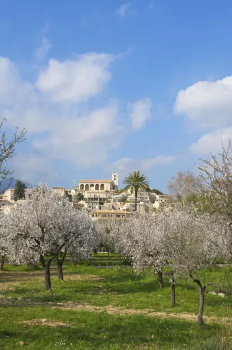 Framed Print : Almond Blossom nearby Selva, Majorca, Balearics, Spain