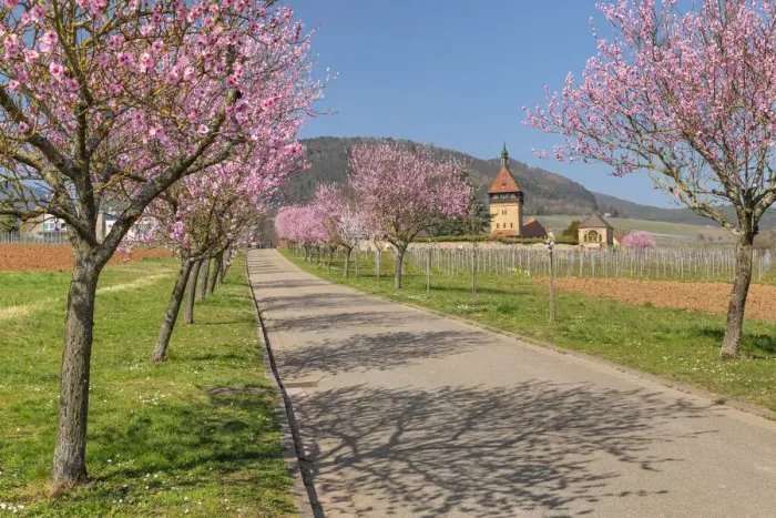Framed Print : Almond blossom season at Geilweiler Hof Estate and former monastery, Siebeldingen, Southern Wine Route, Rhineland-Palatinate, Germany Framed Print : Almond blossom season at Geilweiler Hof Estate and former monastery, Siebeldingen, Southern Wine Route, Rhineland-Palatinate, Germany