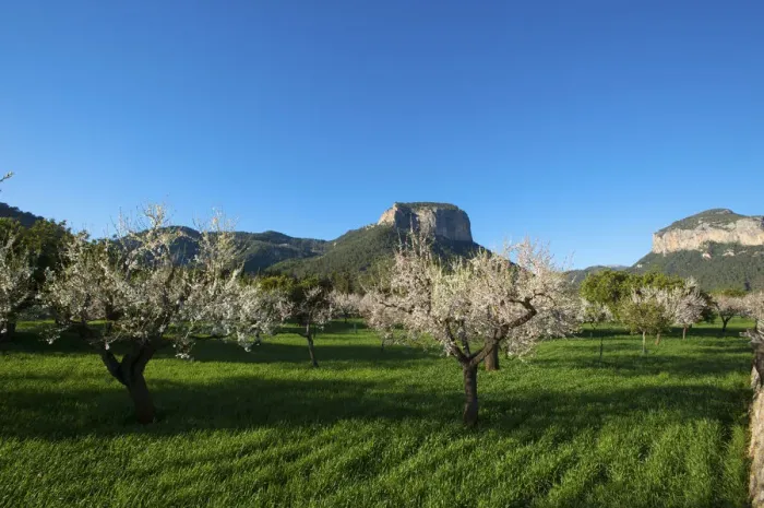 Framed Print : Almond Blossom, Serra de Tramuntana auf Majorca, Balearics, Spain