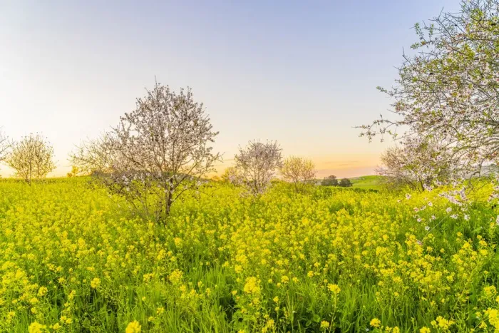 Framed Print : Almond Blossom trees at sunset in Athienou, Nicosia District, Cyprus