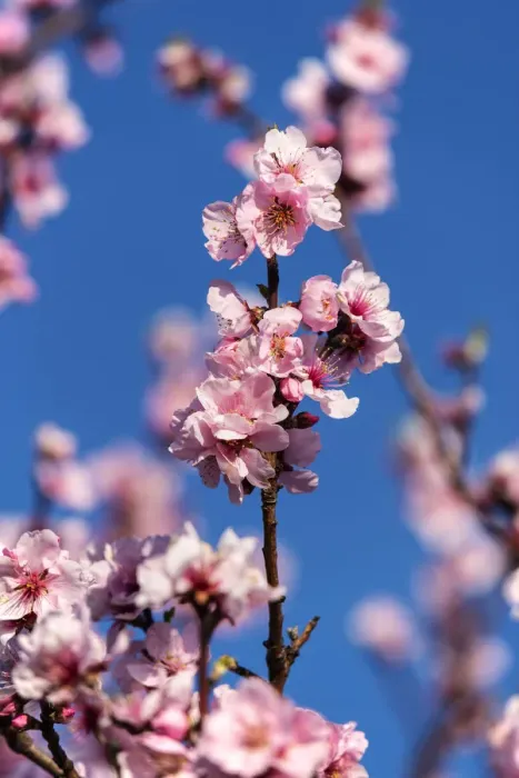 Framed Print : Almond blossoms, Gimmeldingen, Rhineland-Palatinate, Germany