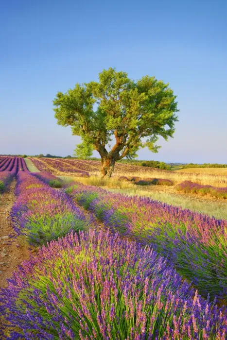 Framed Print : Almond and lavender field - France, Provence-Alpes-Cote d Azur Framed Print : Almond and lavender field - France, Provence-Alpes-Cote d Azur