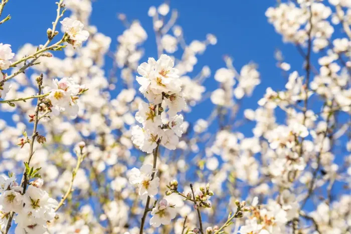 Framed Print : Almond Tree blossom, Athienou, Nicosia District, Cyprus