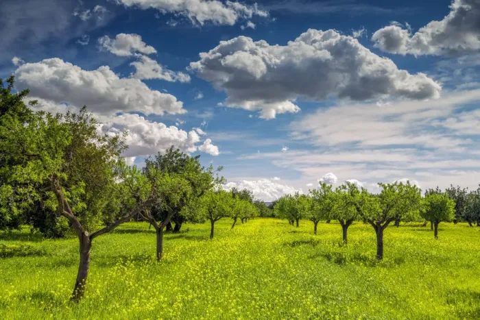 Framed Print : Almond Trees in Field of Wildflowers, Mallorca, Balearics, Spain Framed Print : Almond Trees in Field of Wildflowers, Mallorca, Balearics, Spain