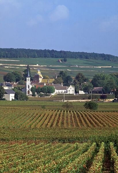Aloxe-Corton, Cote-D Or, Burgundy, France