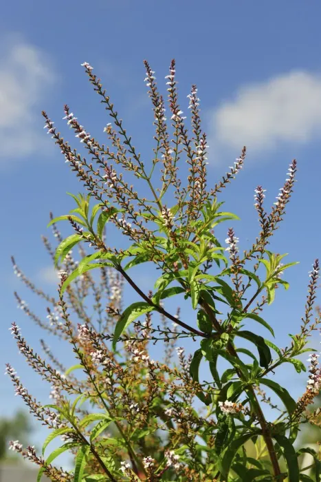 Framed Print : Aloysia triphylla, an aromatic herb. Ribatejo Framed Print : Aloysia triphylla, an aromatic herb. Ribatejo