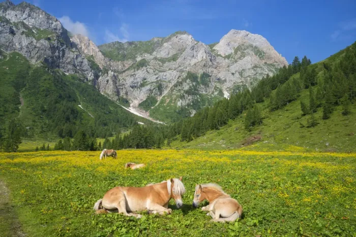 Framed Print : Alp with horses, Hochweiszstein (Monte Peralba) area, Carnic alps, Carinthia, Austria Framed Print : Alp with horses, Hochweiszstein (Monte Peralba) area, Carnic alps, Carinthia, Austria