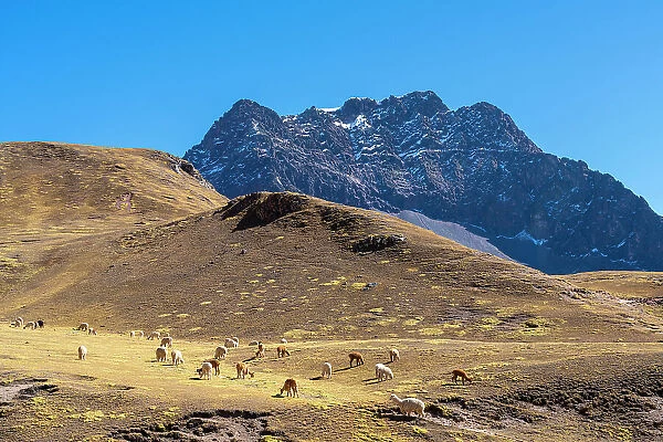 Alpacas grazing in the Andes with mountain in background, Pitumarca District, Cusco Region, Peru