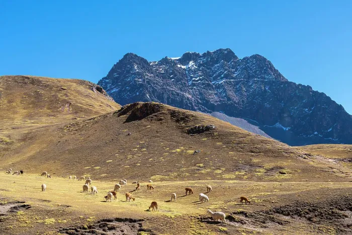Framed Print : Alpacas grazing in the Andes with mountain in background, Pitumarca District, Cusco Region, Peru Framed Print : Alpacas grazing in the Andes with mountain in background, Pitumarca District, Cusco Region, Peru