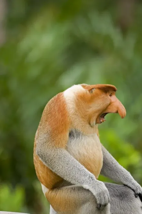Framed Print : Alpha male Proboscis Monkey in territorial stance Framed Print : Alpha male Proboscis Monkey in territorial stance