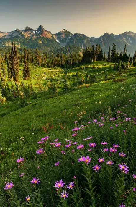 Framed Print : Alpine Aster with Tatoosh Range in the background, Mt. Rainier National Park, Washington State, USA Framed Print : Alpine Aster with Tatoosh Range in the background, Mt. Rainier National Park, Washington State, USA