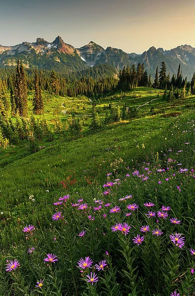 Alpine Aster with Tatoosh Range in the background, Mt. Rainier National Park, Washington State, USA