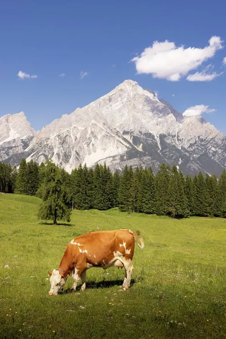 Framed Print : Alpine cow with view on Antelao. San Vito di Cadore, Boite valley, Cadore, Belluno province, Veneto, Italy Framed Print : Alpine cow with view on Antelao. San Vito di Cadore, Boite valley, Cadore, Belluno province, Veneto, Italy