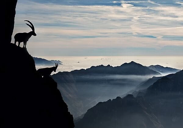 Two alpine ibex dominate from above the spectacular view of the italian Alps