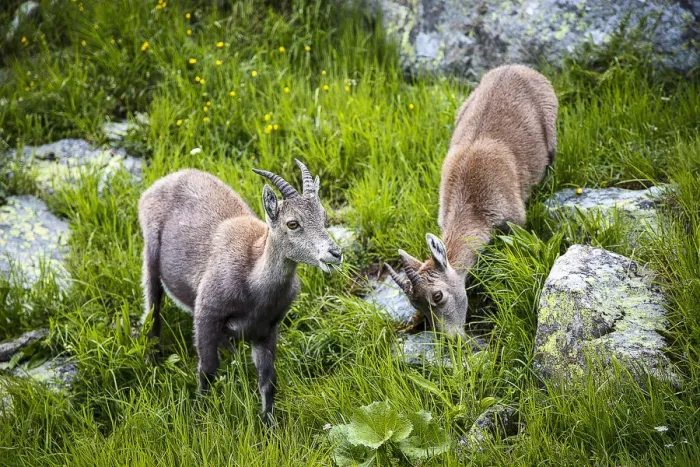 Framed Print : Alpine ibex, Lac de Cheserys, Chamonix, France