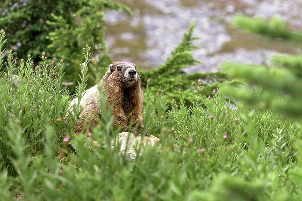 Alpine Marmot (Marmota Flaviventris), National Park Mount Rainier, Washington State, USA