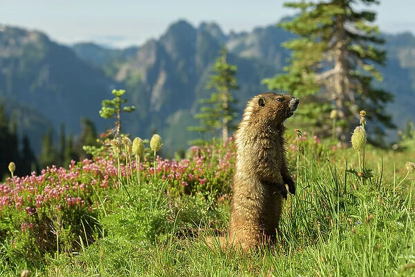 Alpine Marmot (Marmota Flaviventris), National Park Mount Rainier, Washington State, USA