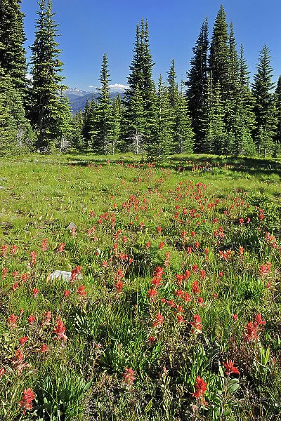 alpine meadow of wildflowers (Indian paintbrush). Cascade Mountains, E. C. Manning Provincial Park, British Columbia, Canada