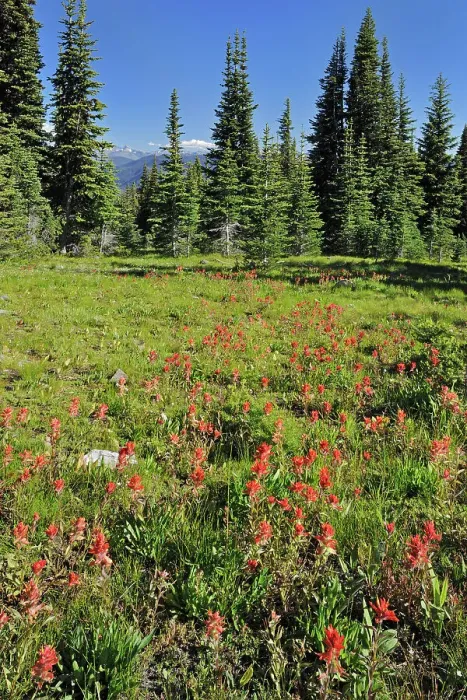 Framed Print : alpine meadow of wildflowers (Indian paintbrush). Cascade Mountains, E. C. Manning Provincial Park, British Columbia, Canada Framed Print : alpine meadow of wildflowers (Indian paintbrush). Cascade Mountains, E. C. Manning Provincial Park, British Columbia, Canada