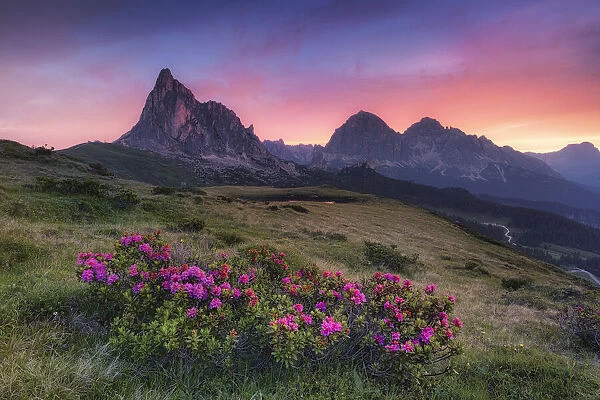 Alpine rose against Mt. Nuvolau, Passo di Giau, Cortina da'Ampezzo, Dolomites