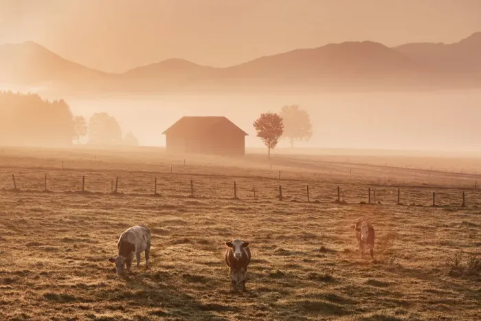 Framed Print : Alpine upland with cows in mist - Germany, Bavaria, Upper Bavaria, Weilheim-Schongau