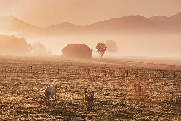 Alpine upland with cows in mist - Germany, Bavaria, Upper Bavaria, Weilheim-Schongau