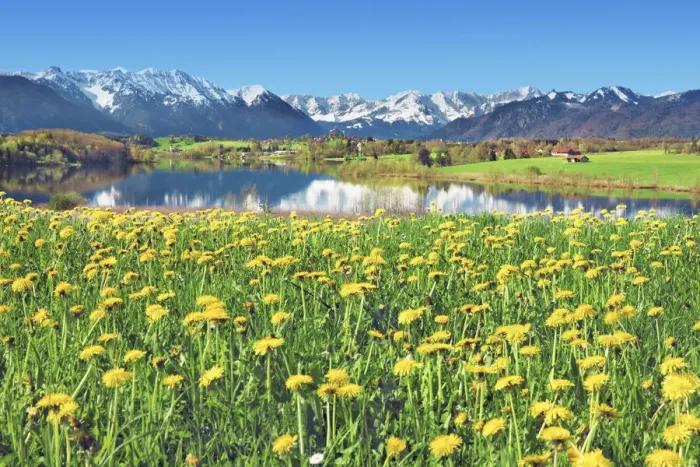Framed Print : Alpine upland with dandelions - Germany, Bavaria, Upper Bavaria, Garmisch-Partenkirchen Framed Print : Alpine upland with dandelions - Germany, Bavaria, Upper Bavaria, Garmisch-Partenkirchen