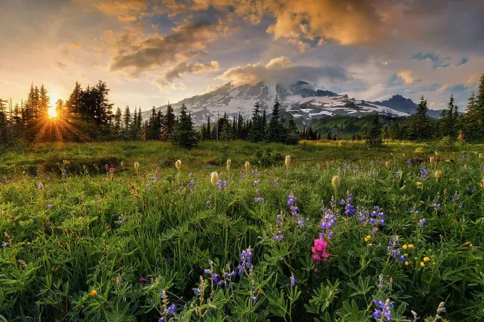 Framed Print : Alpine wildflowers with Mt. Rainier in the background, Mt. Rainier National Park, Washington State, USA Framed Print : Alpine wildflowers with Mt. Rainier in the background, Mt. Rainier National Park, Washington State, USA