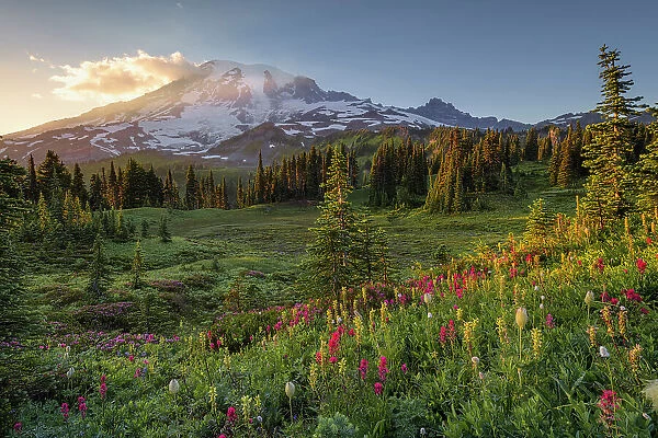 Alpine wildflowers with Mt. Rainier in the background, Mt. Rainier National Park, Washington State, USA