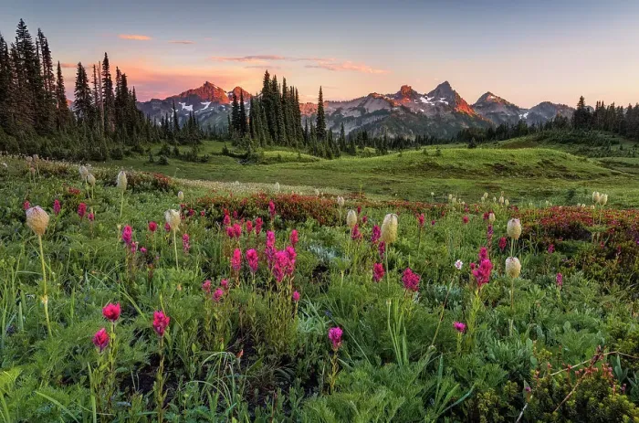 Framed Print : Alpine wildflowers with Tatoosh Range in the background, Mt. Rainier National Park, Washington State, USA Framed Print : Alpine wildflowers with Tatoosh Range in the background, Mt. Rainier National Park, Washington State, USA