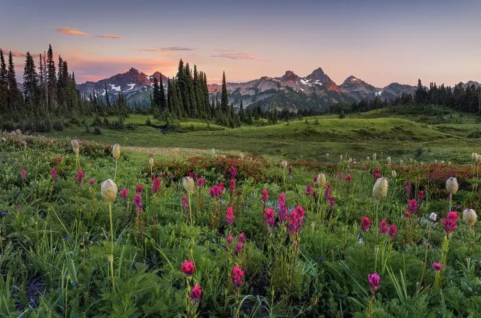 Framed Print : Alpine wildflowers with Tatoosh Range in the background, Mt. Rainier National Park, Washington State, USA Framed Print : Alpine wildflowers with Tatoosh Range in the background, Mt. Rainier National Park, Washington State, USA