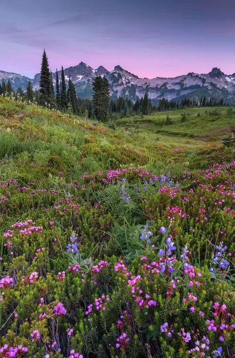 Framed Print : Alpine wildflowers with Tatoosh Range in the background, Mt. Rainier National Park, Washington State, USA Framed Print : Alpine wildflowers with Tatoosh Range in the background, Mt. Rainier National Park, Washington State, USA