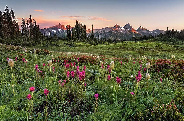 Alpine wildflowers with Tatoosh Range in the background, Mt. Rainier National Park, Washington State, USA