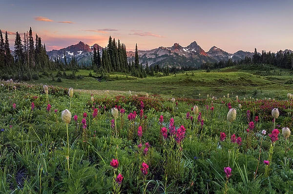 Alpine wildflowers with Tatoosh Range in the background, Mt. Rainier National Park, Washington State, USA