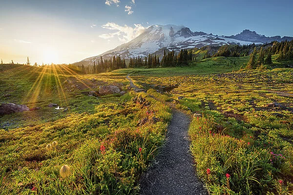 Alpine wildflowers on Trail with Mt. Rainier in the background, Mt. Rainier National Park, Washington State, USA