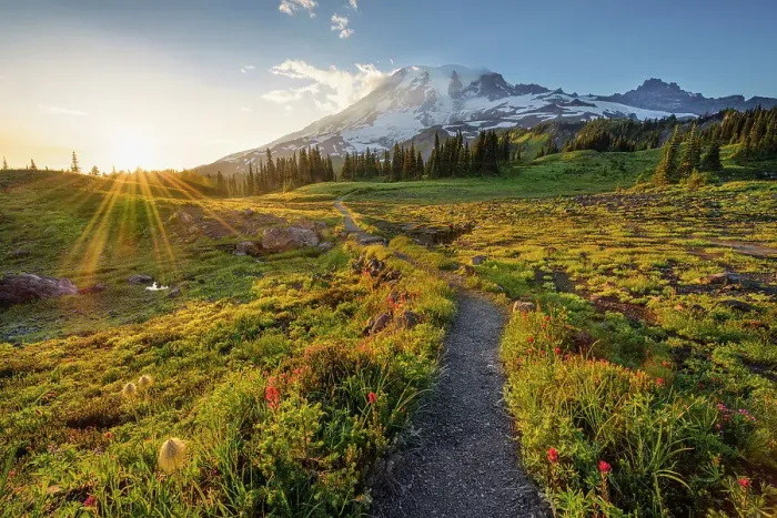 Framed Print : Alpine wildflowers on Trail with Mt. Rainier in the background, Mt. Rainier National Park, Washington State, USA Framed Print : Alpine wildflowers on Trail with Mt. Rainier in the background, Mt. Rainier National Park, Washington State, USA