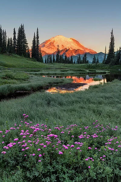 Alpine Wildflowers at Upper Tipsoo Lake with Mt. Rainier in the background, Nationalpark Mt. Rainier, North West, Washington State, USA