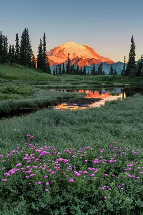 Framed Print : Alpine Wildflowers at Upper Tipsoo Lake with Mt. Rainier in the background, Nationalpark Mt. Rainier, North West, Washington State, USA Framed Print : Alpine Wildflowers at Upper Tipsoo Lake with Mt. Rainier in the background, Nationalpark Mt. Rainier, North West, Washington State, USA