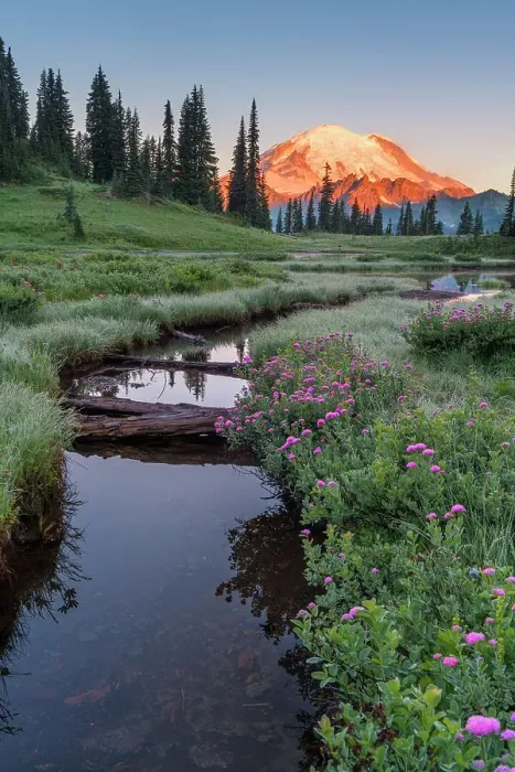 Framed Print : Alpine Wildflowers at Upper Tipsoo Lake with Mt. Rainier in the background, Nationalpark Mt. Rainier, North West, Washington State, USA Framed Print : Alpine Wildflowers at Upper Tipsoo Lake with Mt. Rainier in the background, Nationalpark Mt. Rainier, North West, Washington State, USA