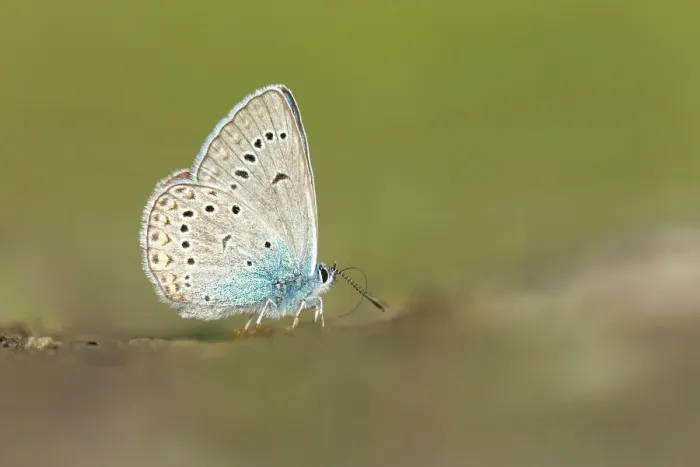 Framed Print : Amanda's Blue (Polyommatus amandus), feeding on salts on damp ground, Rhodope Mountains, Bulgaria Framed Print : Amanda's Blue (Polyommatus amandus), feeding on salts on damp ground, Rhodope Mountains, Bulgaria