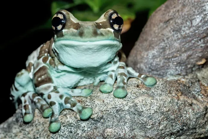 Framed Print : Amazon Milk Frog (Trachycephalus resinifictrix) - captive, Ontario, Canada Framed Print : Amazon Milk Frog (Trachycephalus resinifictrix) - captive, Ontario, Canada