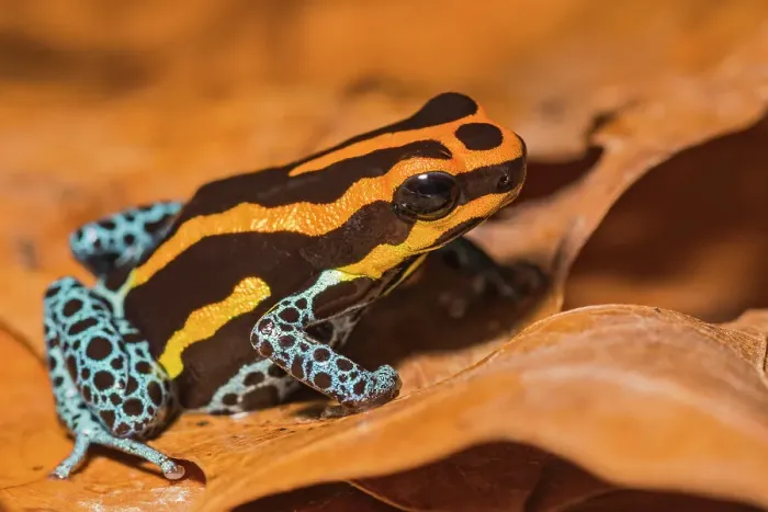 Framed Print : Amazonian Poison Dart Frog (Ranitomeya amazonica) - captive bred Framed Print : Amazonian Poison Dart Frog (Ranitomeya amazonica) - captive bred