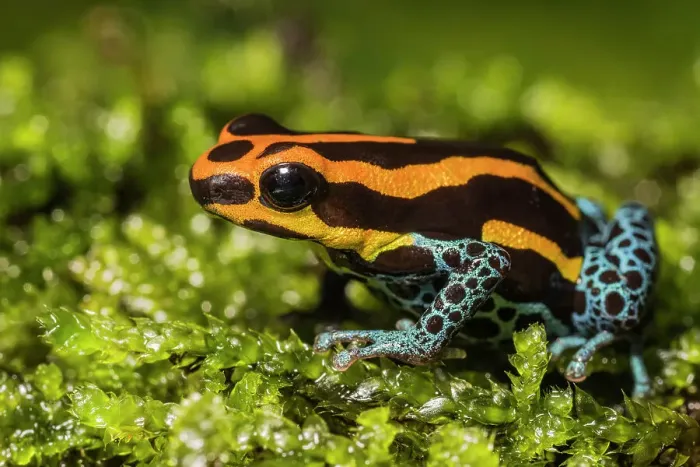 Framed Print : Amazonian Poison Dart Frog (Ranitomeya amazonica) - captive bred Framed Print : Amazonian Poison Dart Frog (Ranitomeya amazonica) - captive bred