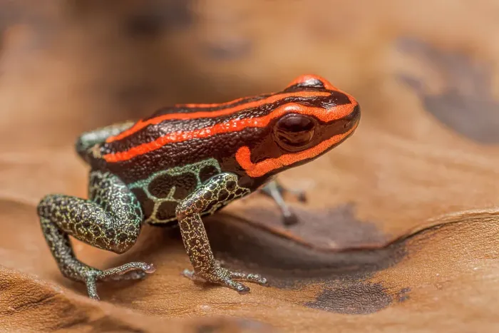 Framed Print : Amazonian Poison Frog (Ranitomeya ventrimaculata) - captive bred Framed Print : Amazonian Poison Frog (Ranitomeya ventrimaculata) - captive bred